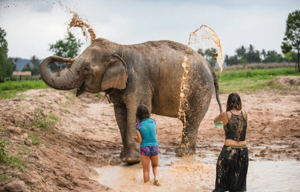 Pattaya Elephant Sanctuary in bang sare Pictures